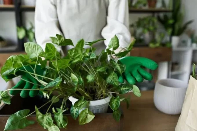 10 siêu thực phẩm tốt cho gan-2.webp