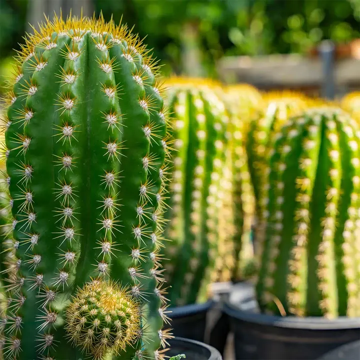 9 loại cây cảnh ưa nắng thích hợp trồng ở ban công-1.webp