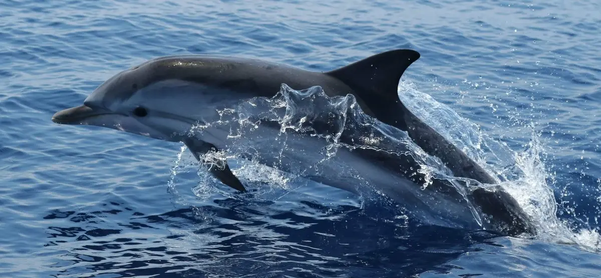 Giải mã tiếng cá heo: Mở đường giao tiếp với người ngoài hành tinh?