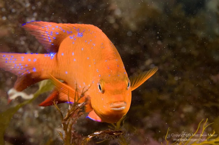 Phát hiện nhớt cá có thể diệt vi khuẩn kháng thuốc, tế bào ung thư