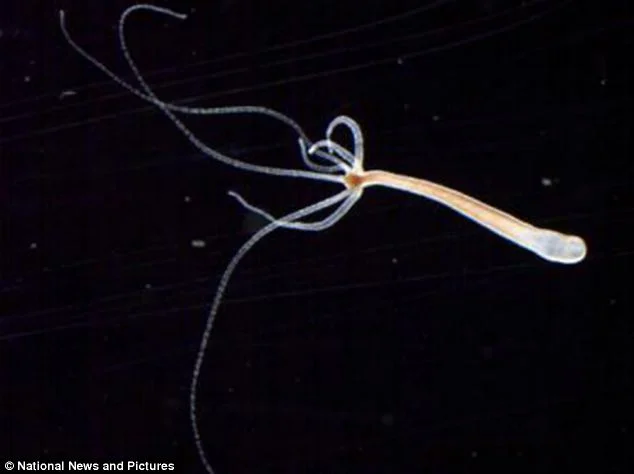 Loài sinh vật gần như "bất tử"