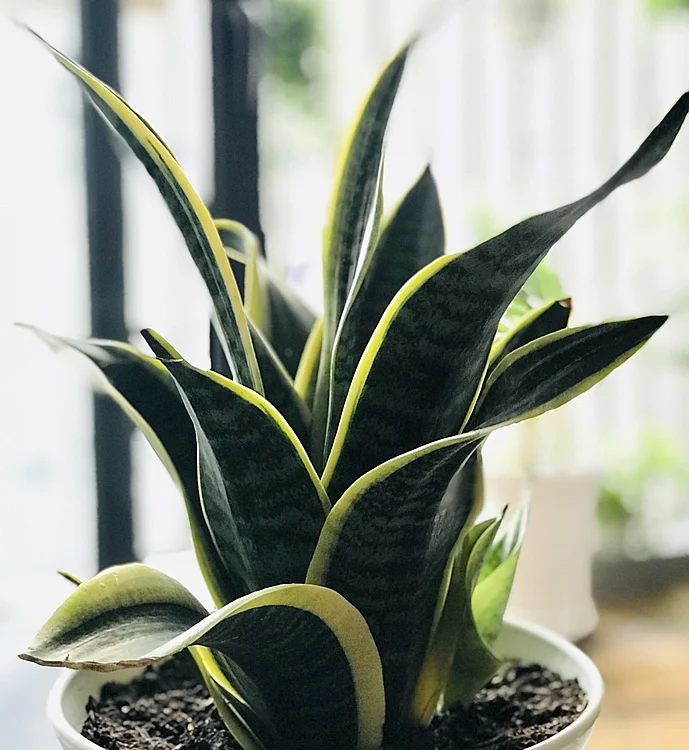 Loại cây thanh lọc không khí trong nhà-1.webp