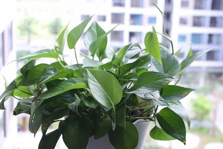 Loại cây thanh lọc không khí trong nhà-2.webp