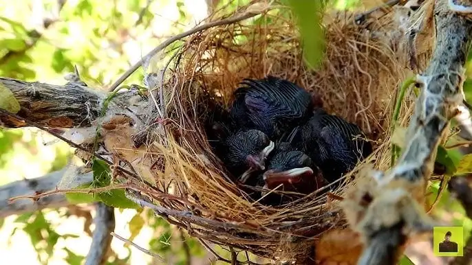 Vì sao tổ chim xây hướng lên trời