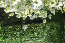 Bức tranh không màu