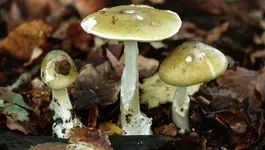 Những loại thức ăn nguy hiểm nhất thế giới