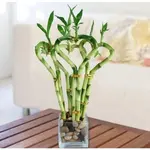 4 cây cảnh thanh lọc không khí, hút tài lộc năm mới