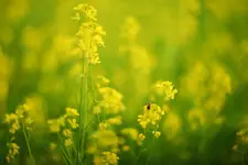 Cùng anh đến đồng cải, em nhé