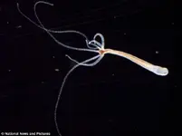 Loài sinh vật gần như "bất tử"