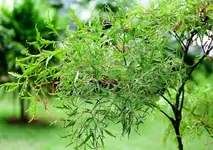 Bài thuốc chữa bệnh từ cây đinh lăng