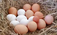 Trứng gà màu nâu và màu trắng loại nào tốt hơn?
