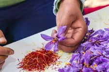 Saffron - nhụy hoa nghệ tây có lợi ích sức khỏe gì mà đắt như vàng?