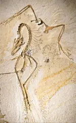 Điểu long hiện ra nguyên vẹn sau 150 triệu năm ẩn mình trong đá