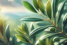 Những công dụng bất ngờ của lá ô liu