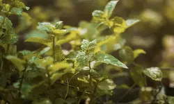 9 loại cây giúp đuổi muỗi, phòng sốt xuất huyết