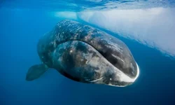 Bí quyết sống lâu của loài cá voi thọ nhất thế giới