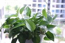 Loại cây thanh lọc không khí trong nhà-2.webp