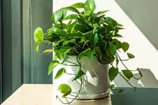 Những loại cây cảnh hút bụi mịn nên trồng trong nhà-2.webp