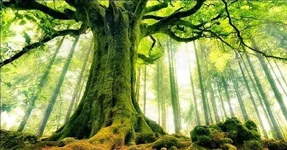 Nhân phẩm Câu chuyện ý nghĩa và đầy nhân văn sâu sắc về cách sống-1.webp