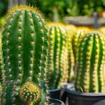 9 loại cây cảnh ưa nắng thích hợp trồng ở ban công