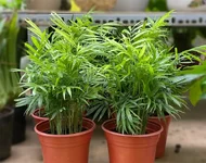 9 loại cây cảnh ưa nắng thích hợp trồng ở ban công-3.webp